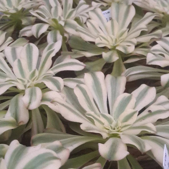 Variegated Aeonium Cutting - Rosette Succulent Plant - Aeonium Luteovariegatum 'Sunburst' for Indoor Gardening