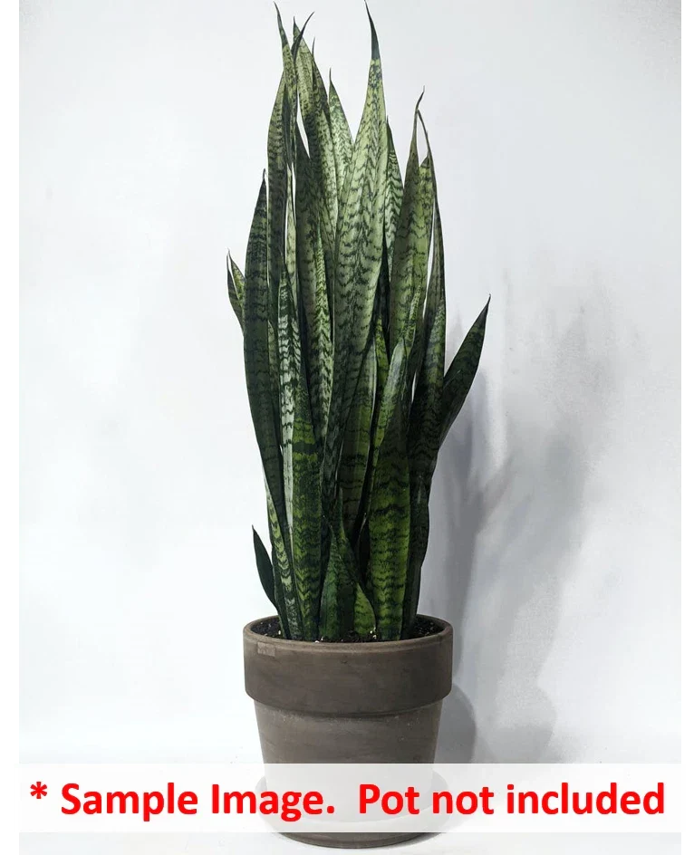 16 Uprooted Snake Plant Cuttings Sansevieria Zeylanica Indoor Air-Purifying Greenery