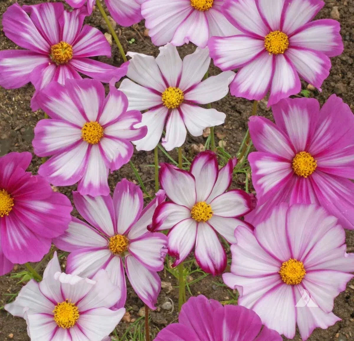 Cosmos Candystripe Seeds 100 Ct - Pink & White Striped Flowers for Butterflies - Cosmos bipinnatus - USA Seller