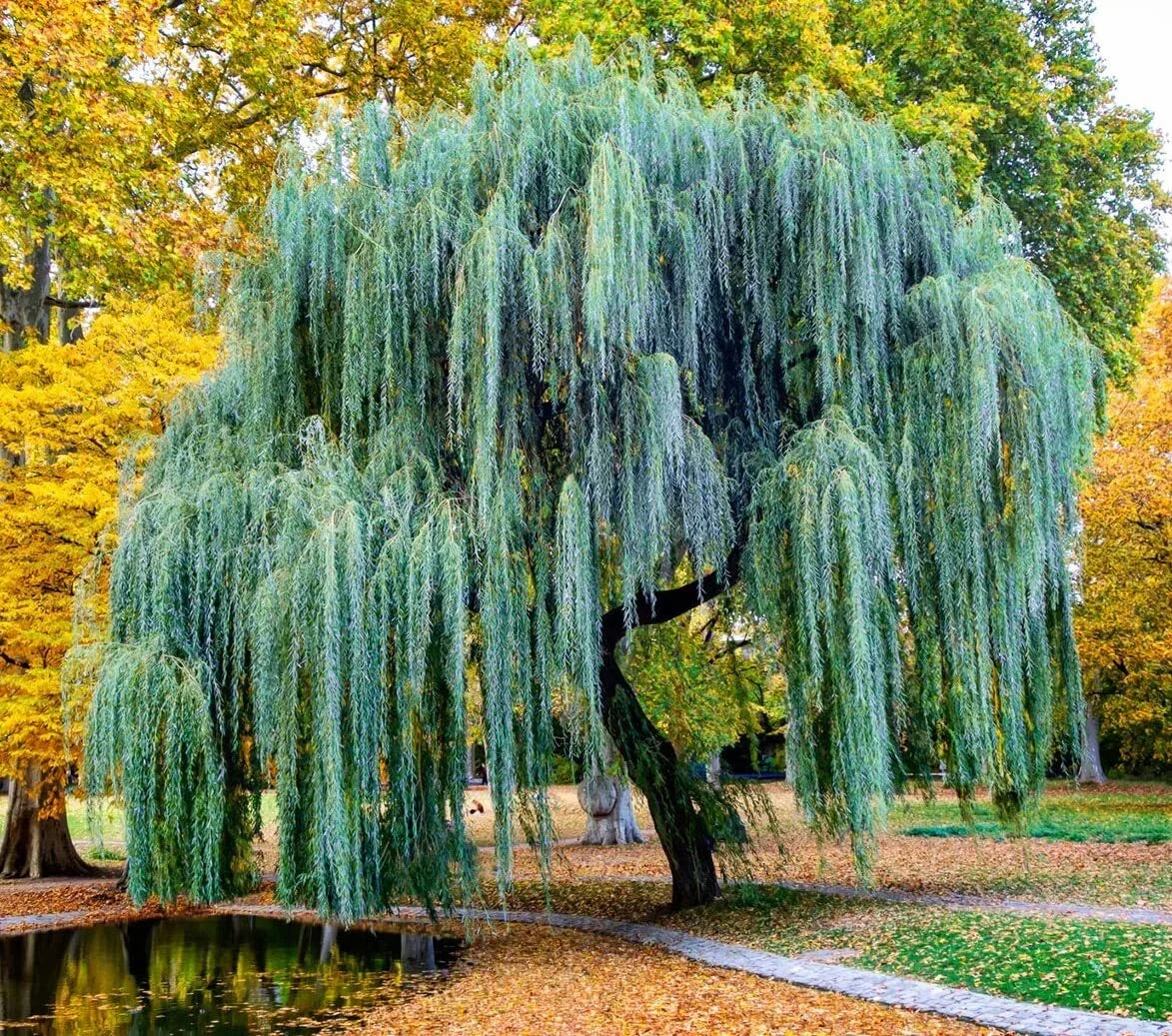 Weeping Willow Tree Cuttings - Fast Growing Salix babylonica with Arching Branches