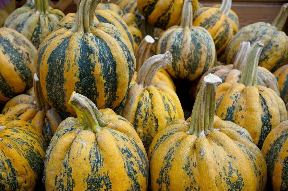 American Tondo Squash Seeds - Fresh Heirloom Vegetable Seeds - Cucurbita pepo