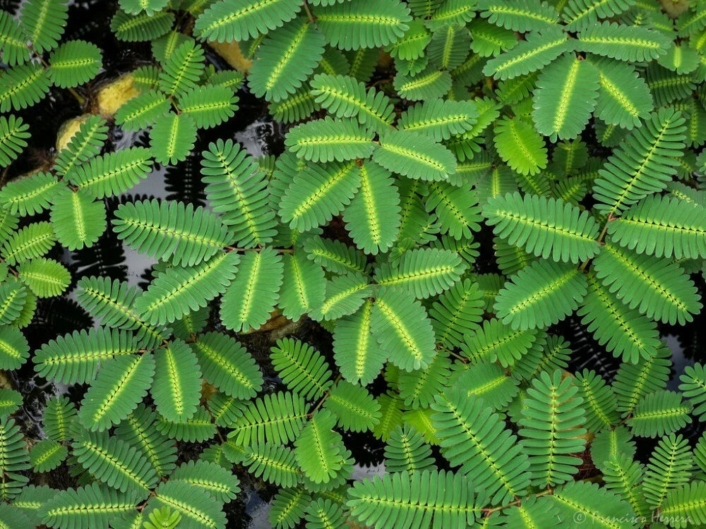 Water Mimosa Plant - Aquatic Tropical Marginal Pond Plant - Mimosa pigra - Buy 2 Get 1 Free
