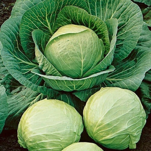 Cabbage Seeds – Heirloom Early Round Dutch Non-GMO Brassica oleracea, 200+ Seeds for Home Gardening