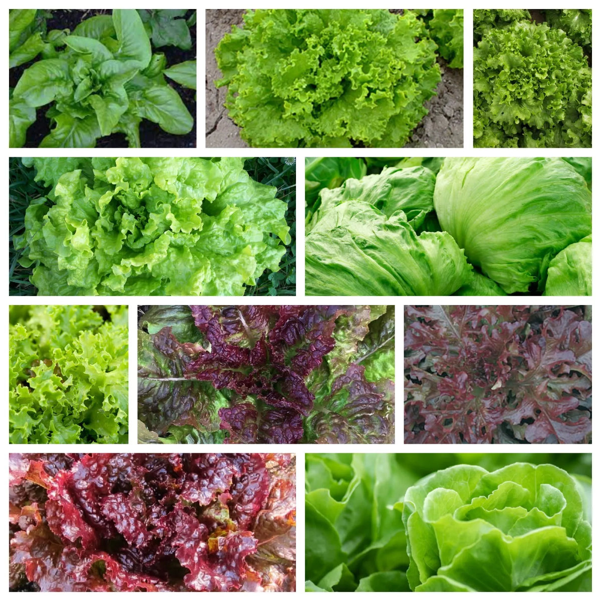 Leaf Lettuce Seeds Collection - Non-GMO, Organic, 10 Varieties, Heirloom, Lactuca sativa