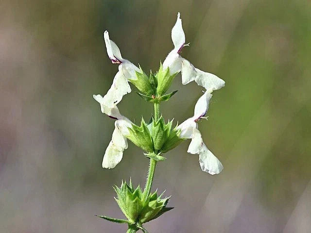 Stiff Hedgenettle Seeds 20 Pack | Perennial Herb | Stachys recta | Drought-Tolerant Garden Plant