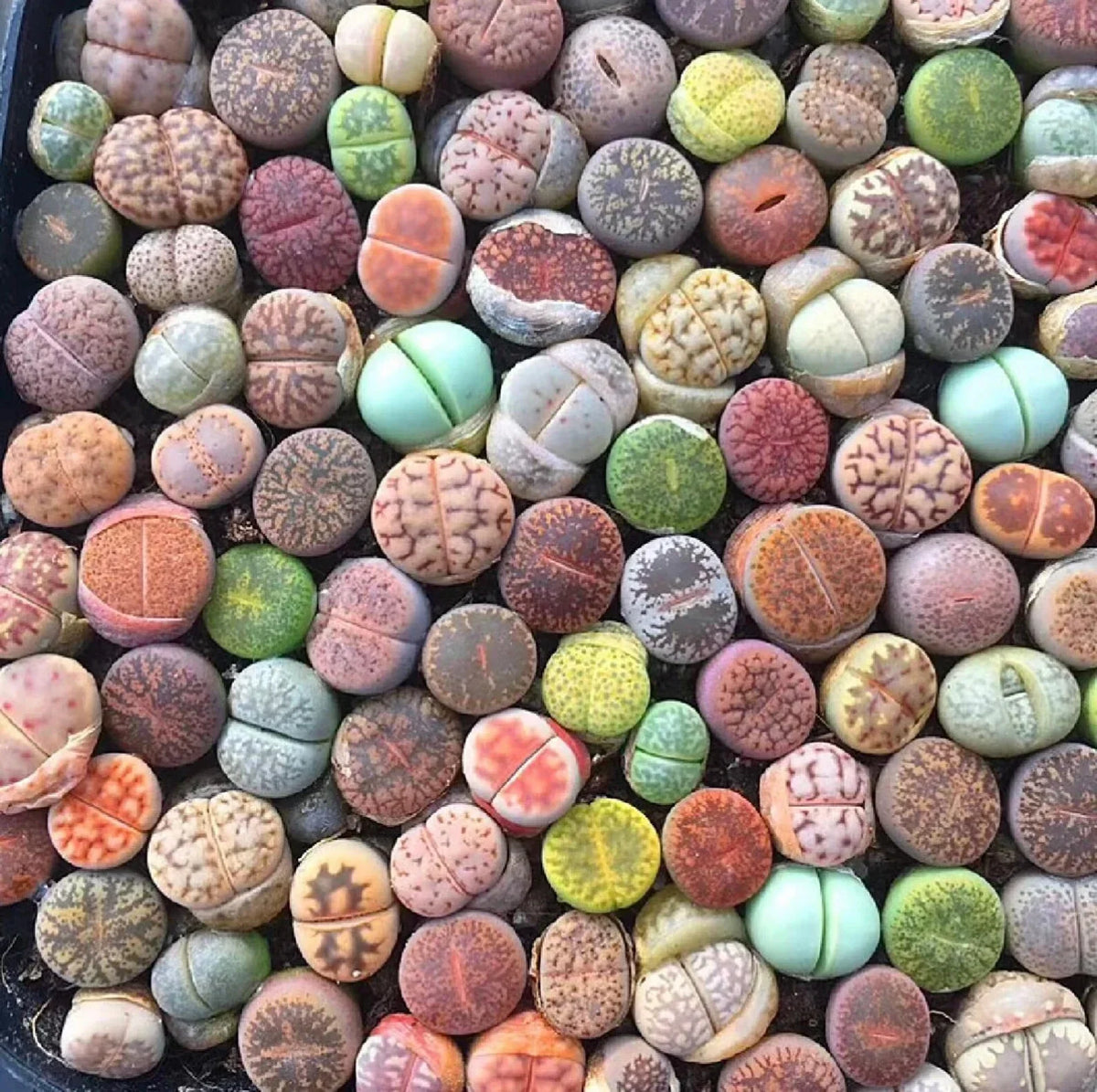 Mixed Succulent Seeds Pack - 100pcs Living Stones Lithops Seeds - Drought-Tolerant Succulents for Gardening