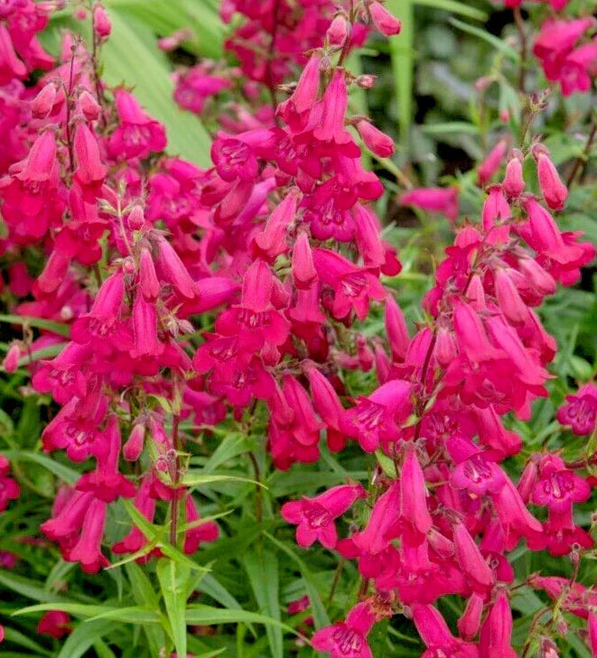 Penstemon Seeds 150 Count - Bright Scarlet Penstemon barbatus
