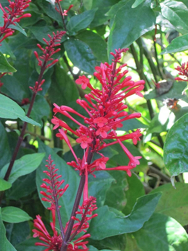 Fire Spike Red Rooted Starter Plant – Odontonema strictum – Hummingbird Attracting Perennial for Gardens