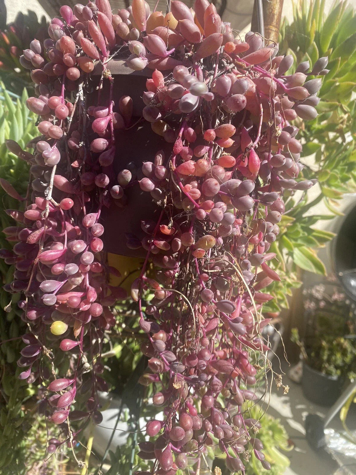 Othonna Capensis Ruby Necklace Succulent Cuttings – 10 Organic Trailing Succulents for Home Decor and Propagation