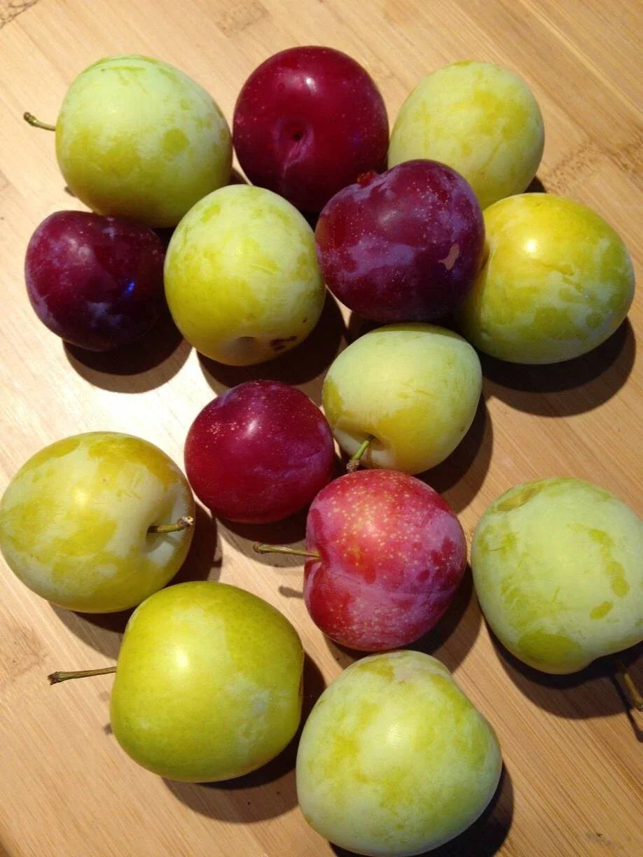 Cuttings Japanese Red & Yellow Plum - Delicious Edible Fruits for Landscaping - Prunus salicina