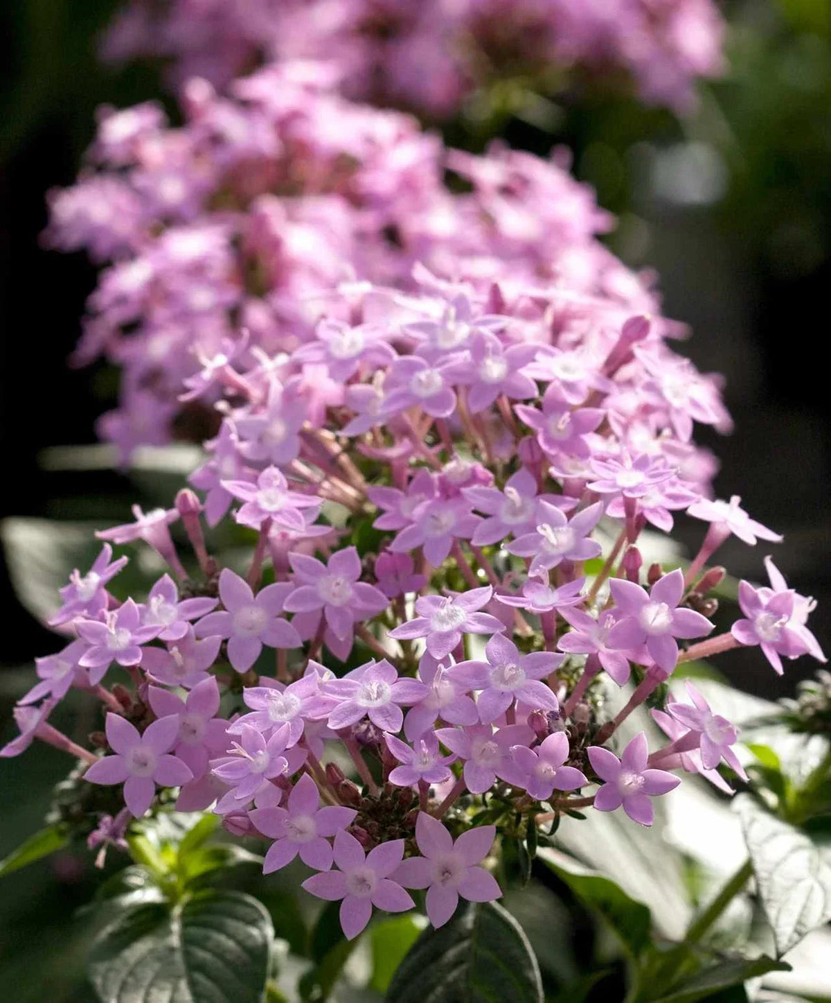 Pentas Northern Lights Lavender Seeds - 500 Count - Pentas lanceolata