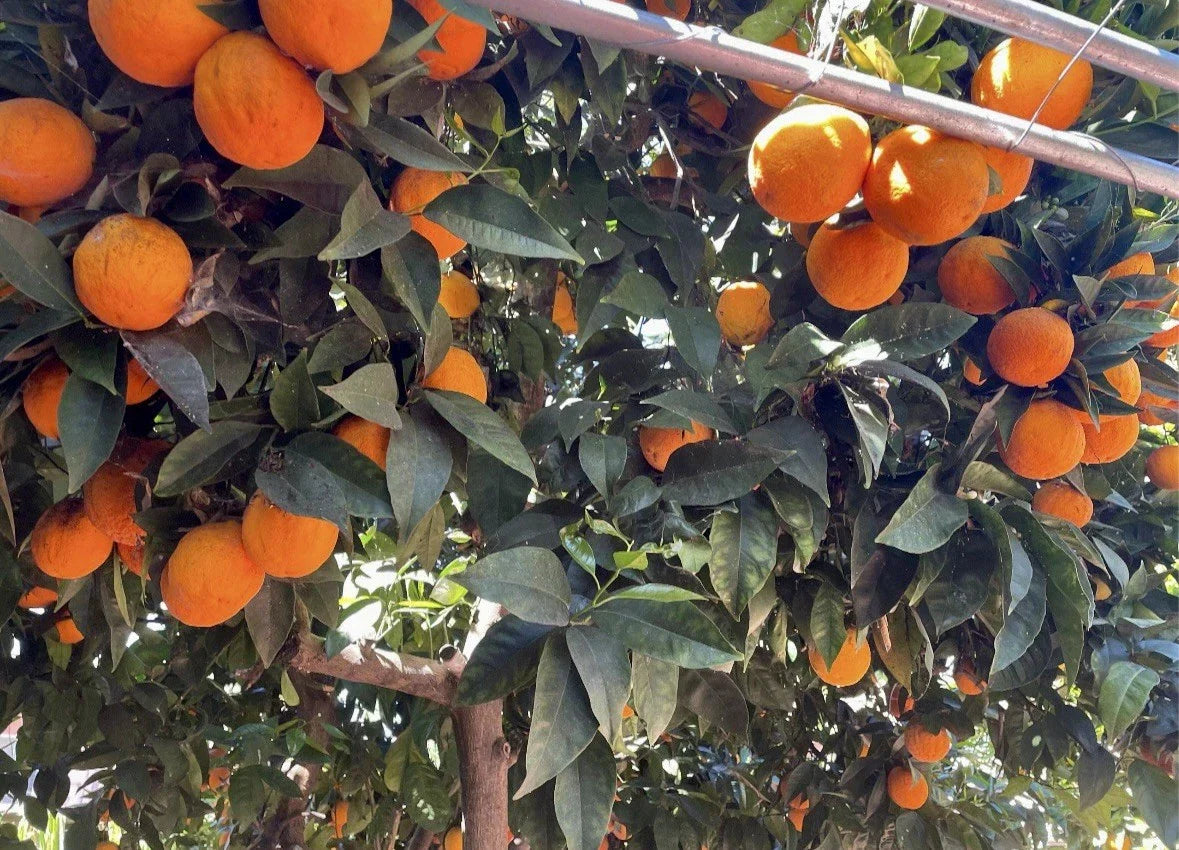 Orange Tree Cuttings for Rooting and Grafting - Citrus sinensis Fruit Tree Propagation