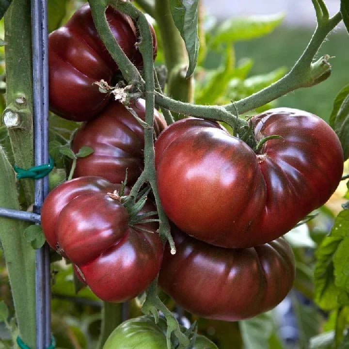 Black Brandywine Tomato Seeds - Heirloom Solanum lycopersicum, 15 Pack, Large Beefsteak, Dark Color, Organic Gardening