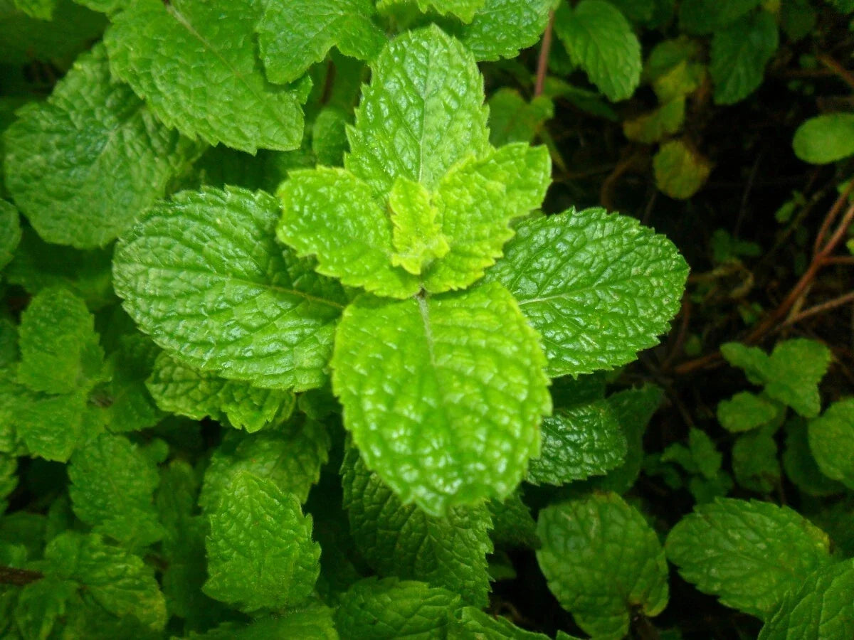 500 Spearmint Seeds - Mentha spicata Herb Garden Seeds for Tea, Cooking & Garnishing - Non-GMO, Organic, Easy to Grow