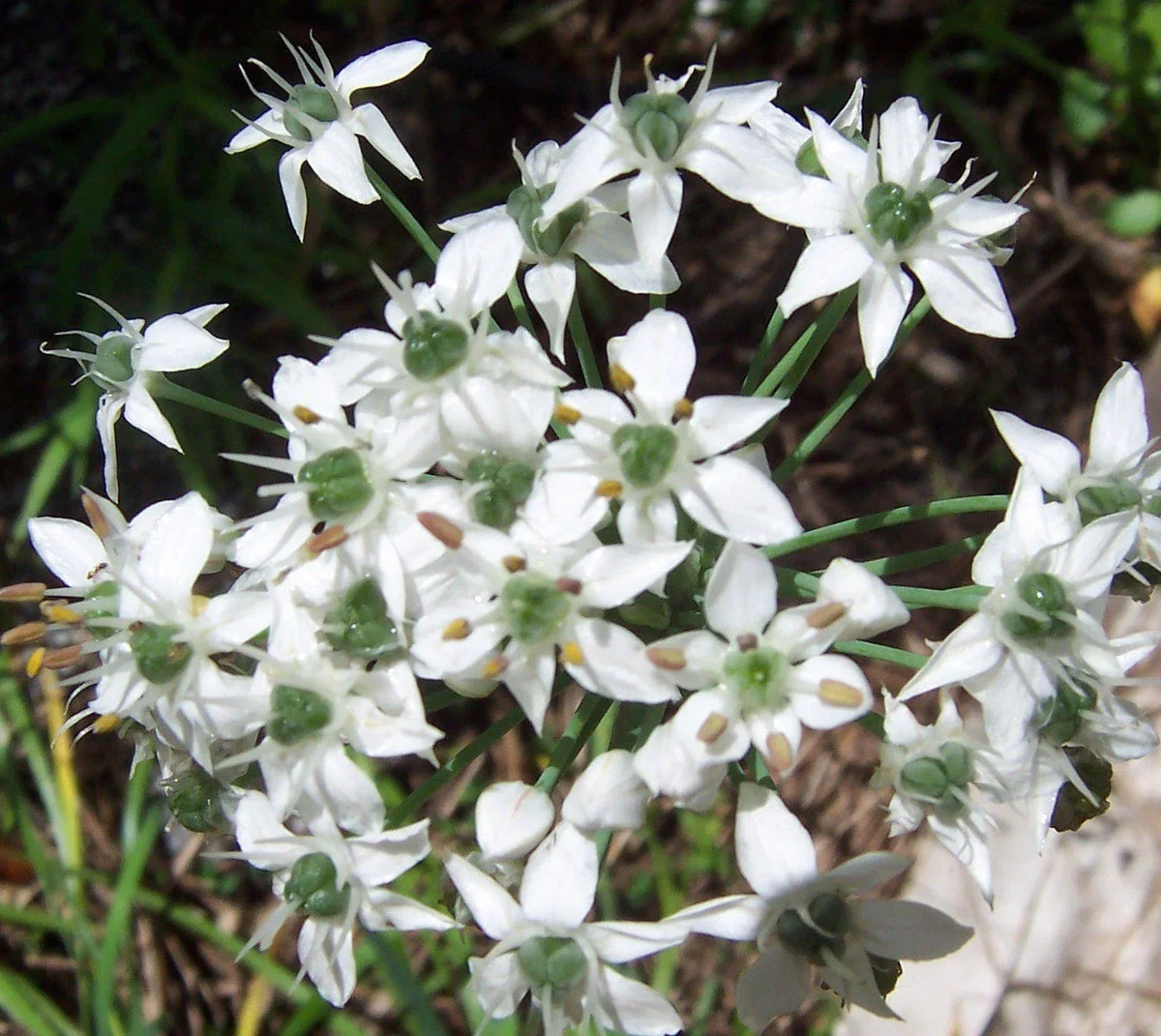 Garlic Chive Herb Seeds - 50 Count - Allium tuberosum - Culinary Herb