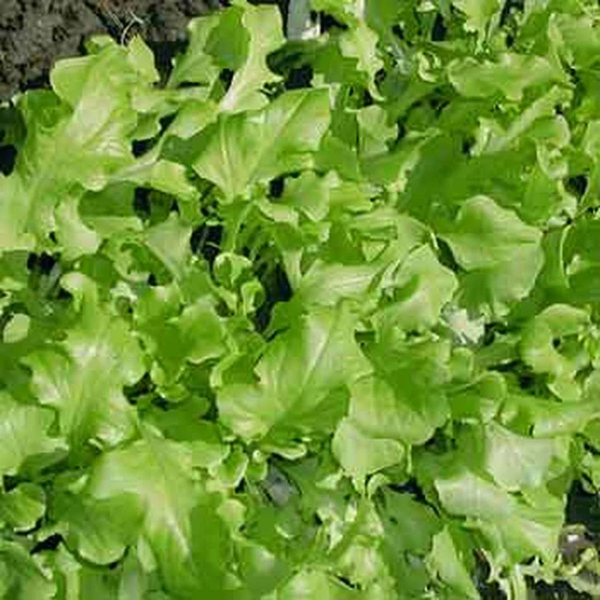 Green Salad Bowl Lettuce Seeds - NON-GMO Cutting Variety - Organic Leaf Lettuce (Lactuca sativa)