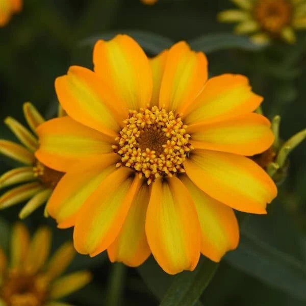 Zinnia Seeds - 1000 Count - Star Gold Variety - Zinnia elegans - Bright Yellow Flowers for Garden and Landscape