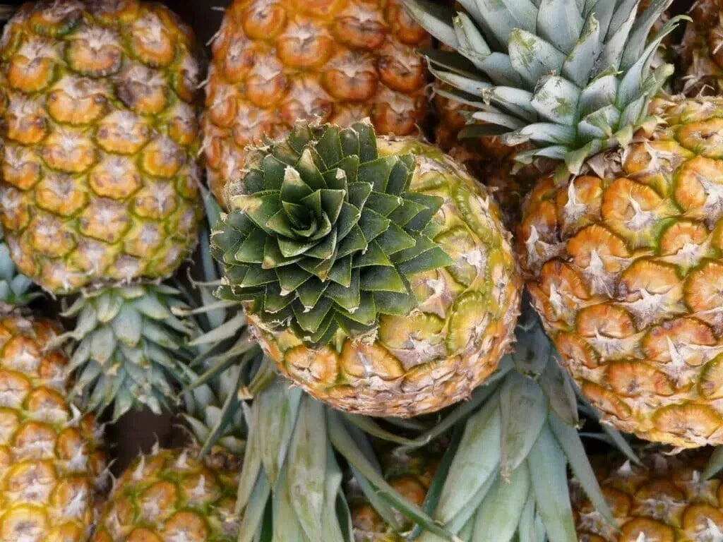 Monte Oscuro Pineapple Seeds - 15+ Pack - Ananas comosus - USA Grown