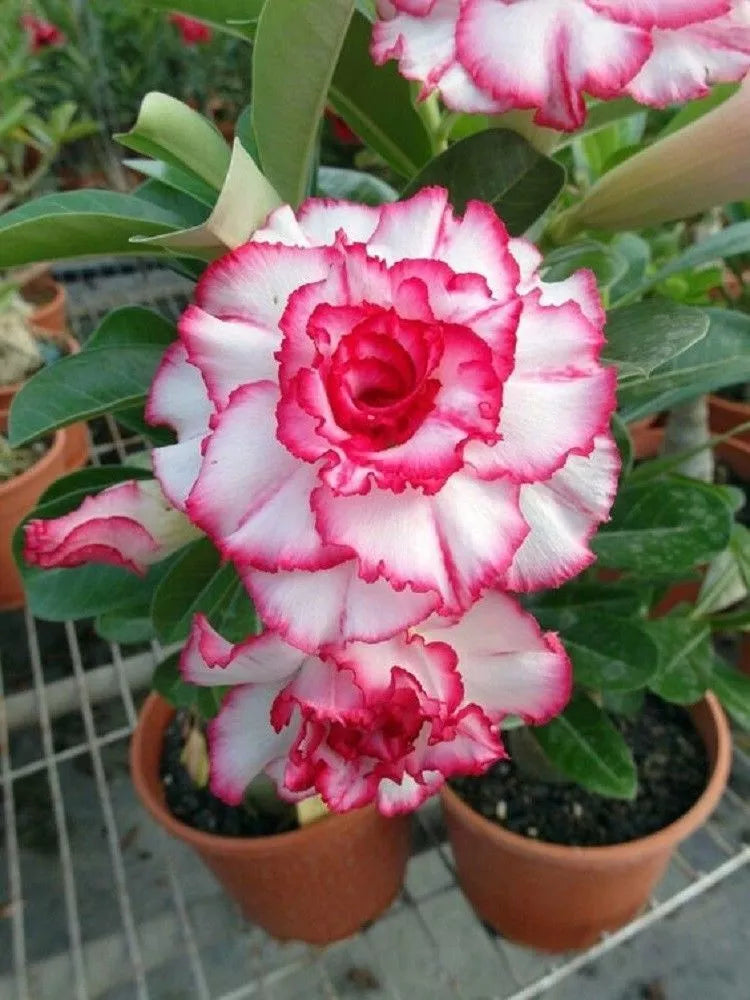 Double Red White Desert Rose Seeds - Adenium Obesum Perennial Flower Seeds for Garden, Patio & Indoor Plants, 4 Pack