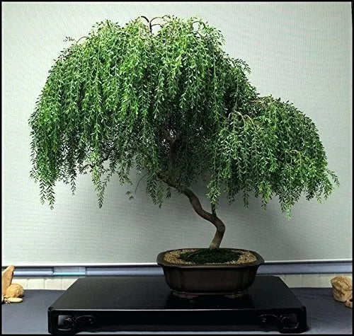 Bonsai Dwarf Weeping Willow Tree Cutting - Large Thick Trunk - Salix babylonica