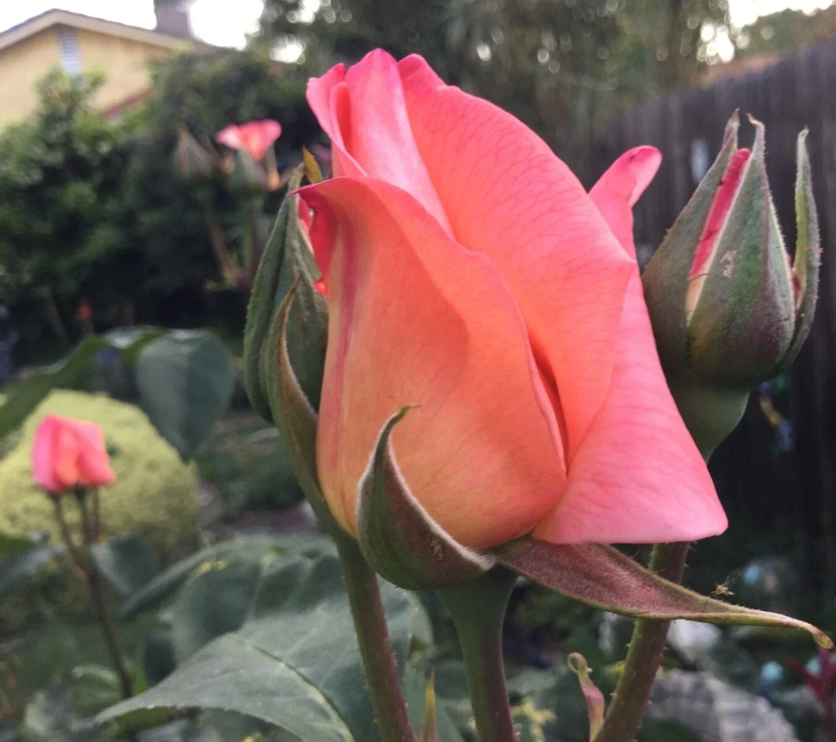 Apricot Rose Stem Cuttings for Rooting and Grafting – Rosa 'Apricot' Flowering Plant