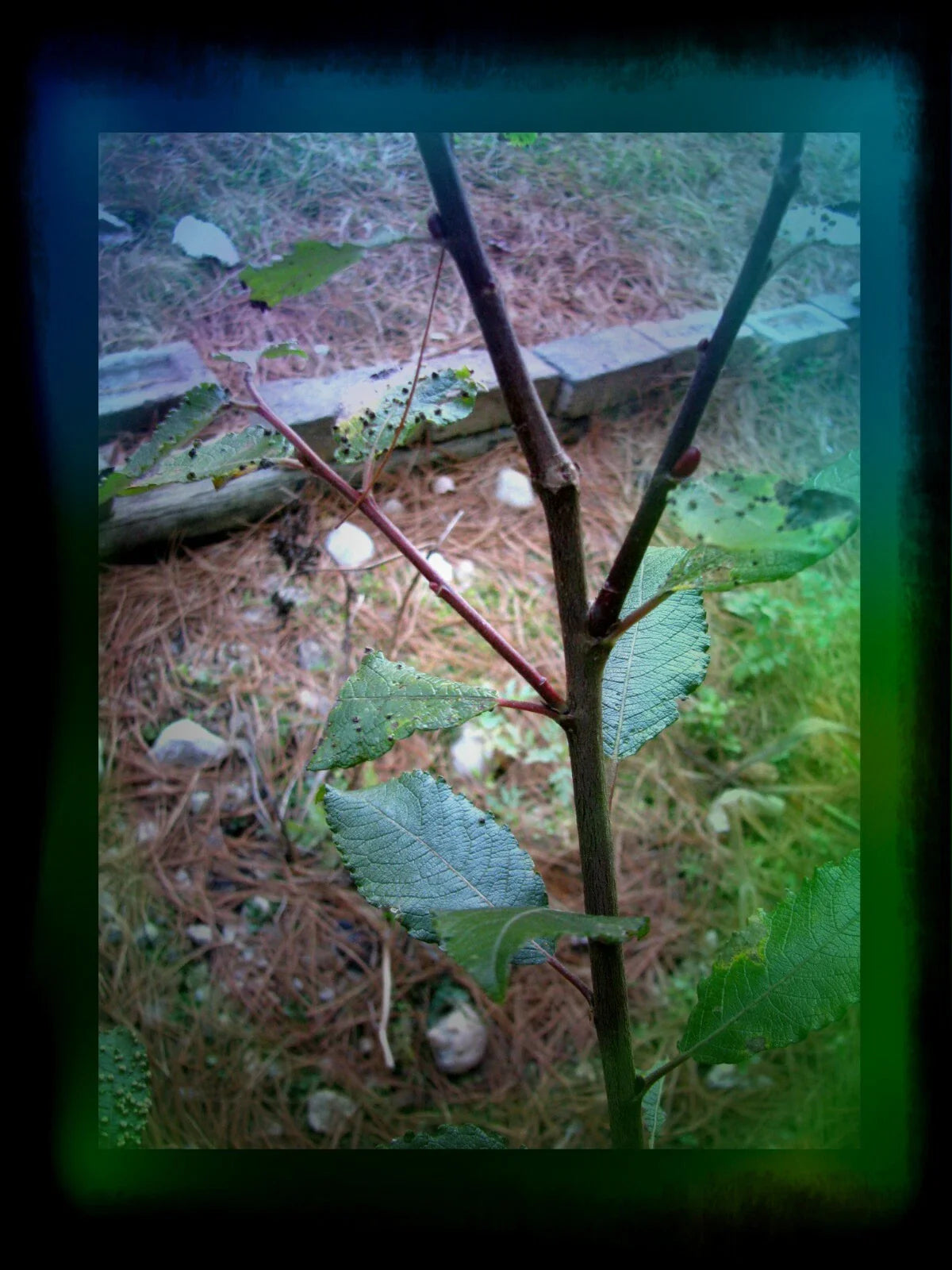 Pussy Willow Cuttings 5-7 in, Salix discolor, No Roots, Grow Your Own Plants, Natural Garden Supplies