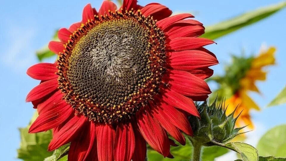 Red Sunflower Seeds - 10+ Heirloom NON-GMO Rare Seeds - Helianthus annuus