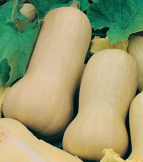 Butternut Squash Seeds 20+ Winter Cucurbita moschata Garden Planting Pack