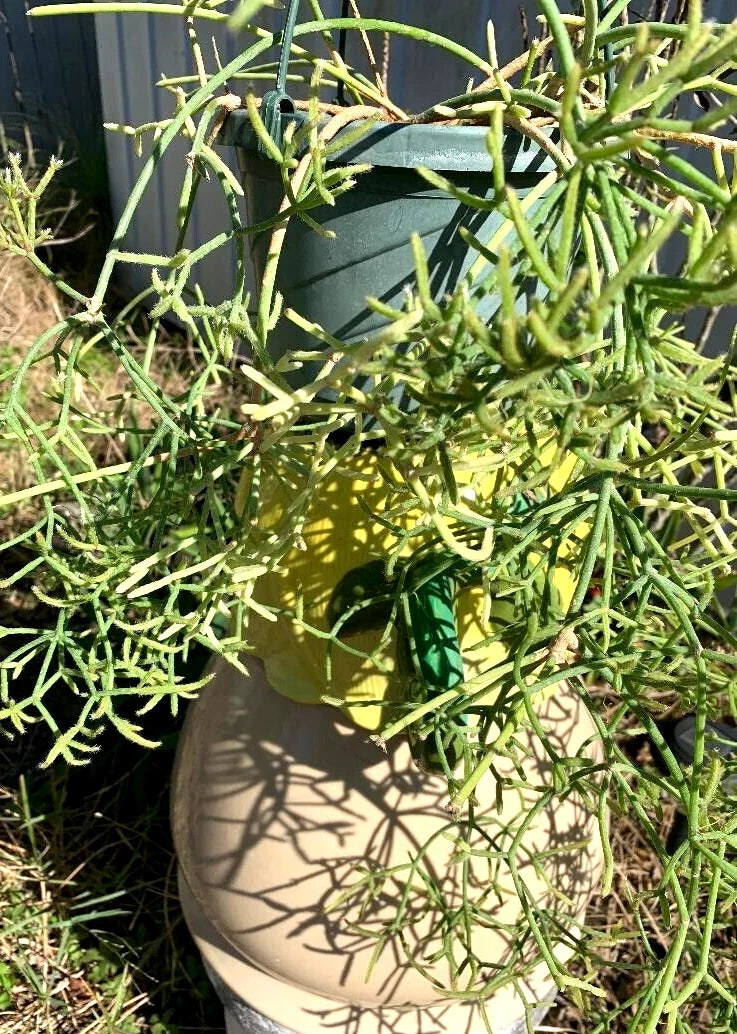 Fresh Cuttings of Rhipsalis Prismatic, Rare Orchid Cactus, Unique Houseplant Cuttings for Propagation