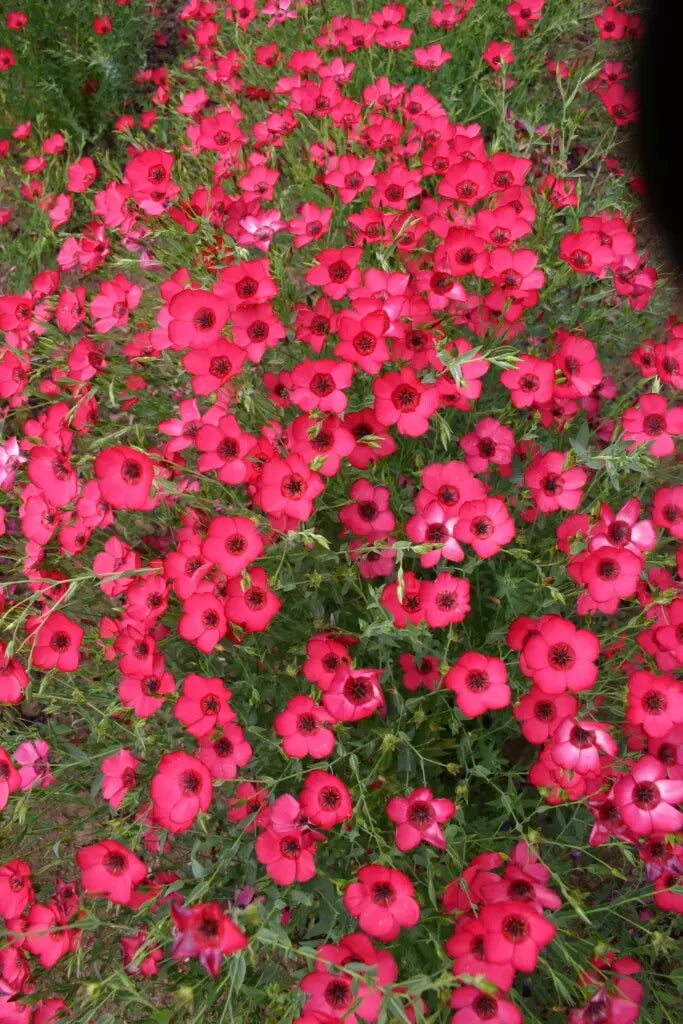 Scarlet Flax Seeds - 200+ Organic Seeds - Linum usitatissimum, Non-GMO, Heirloom Variety for Easy Gardening