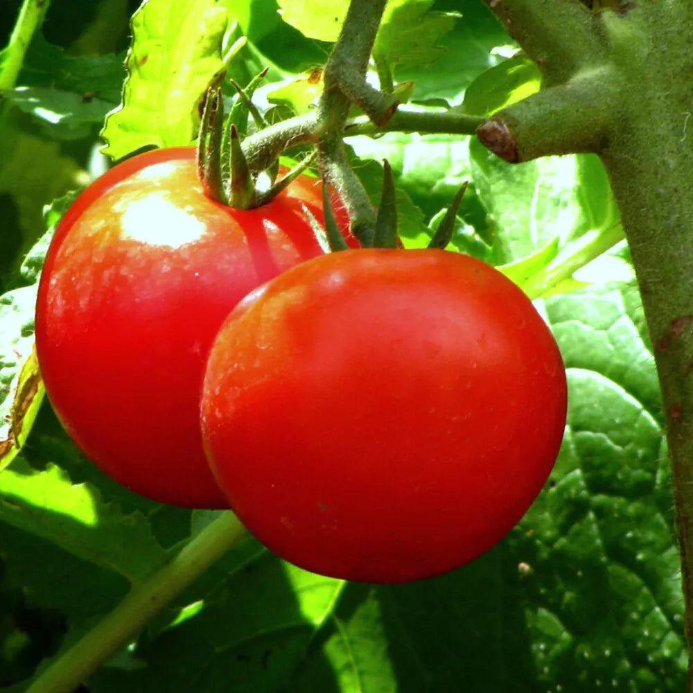 Tomato Seeds - Bonny Best Scarlet - Slicer Variety - Set of 40+ Seeds - Solanum lycopersicum - Non-California Shipping