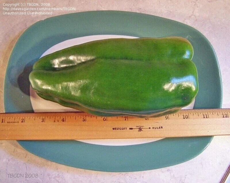 Big Bertha Sweet Pepper Seeds - Organic Heirloom Non-GMO Capsicum annuum, Large, Sweet, Fresh Seeds for Home Garden & Cooking