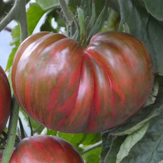Pink Berkeley Tie-Dye Seeds - 25 Count - Beautiful Heirloom Variety - Ideal for Home Garden - Organic Non-GMO