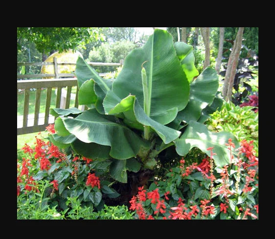 Musa Banana Plant Starter - Little Prince Variety - Small Rooted Plant - Tropical Indoor Houseplant