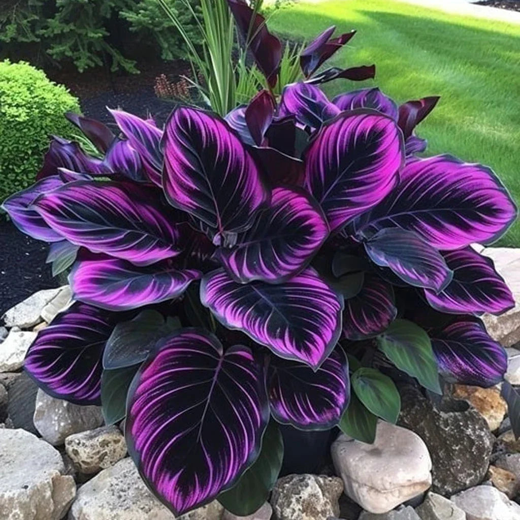 Purple Tip Calathea Couture Seeds - 25+ Indoor/Outdoor Beautiful Plant, Calathea makoyana
