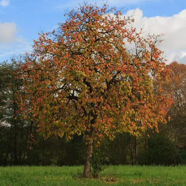 American Persimmon Tree 12-18" Live Bare Root Diospyros Virginiana Zone 5-9 Hardy