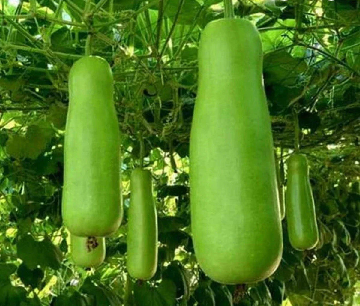Heirloom Bottle Gourd Seeds - Upo Calabash - 15+ Seeds - Buy 2 Get 1 Free