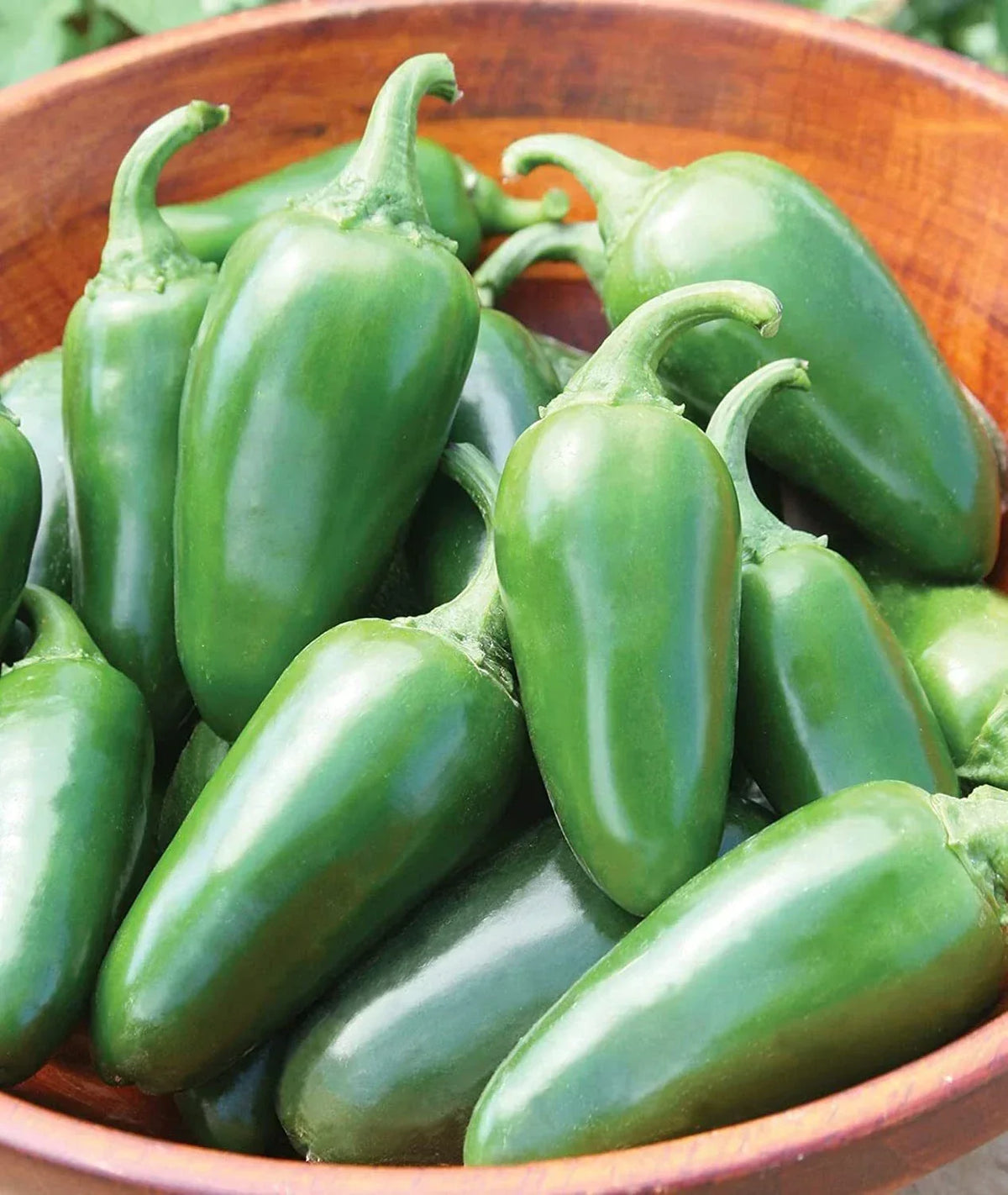 Bulk Jalapeno Pepper Seeds - 500 Seeds for Planting | Capsicum annuum