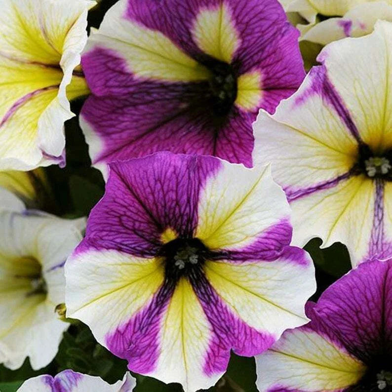 Petunia Seeds - 50 Pack - Yellow Purple White Flowers - Annual Perennial Seeds - Petunia × atkinsiana