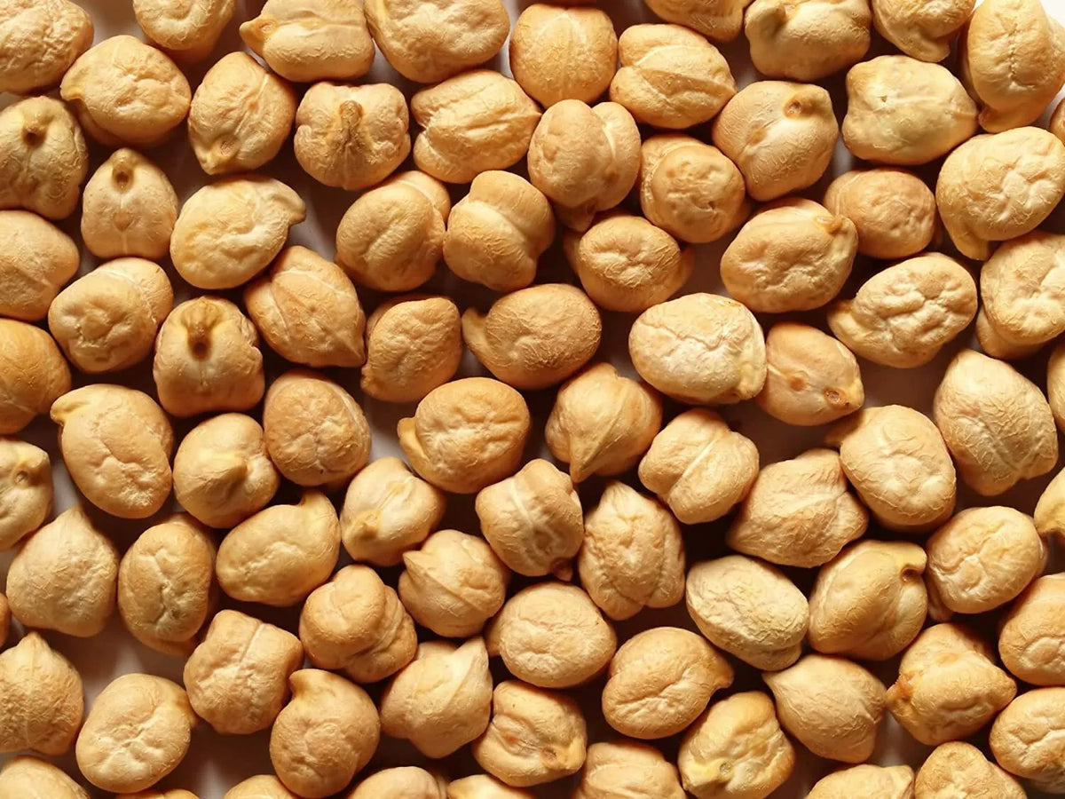Garbanzo Bean Seeds 100 Count for Growing Chickpeas Cicer arietinum