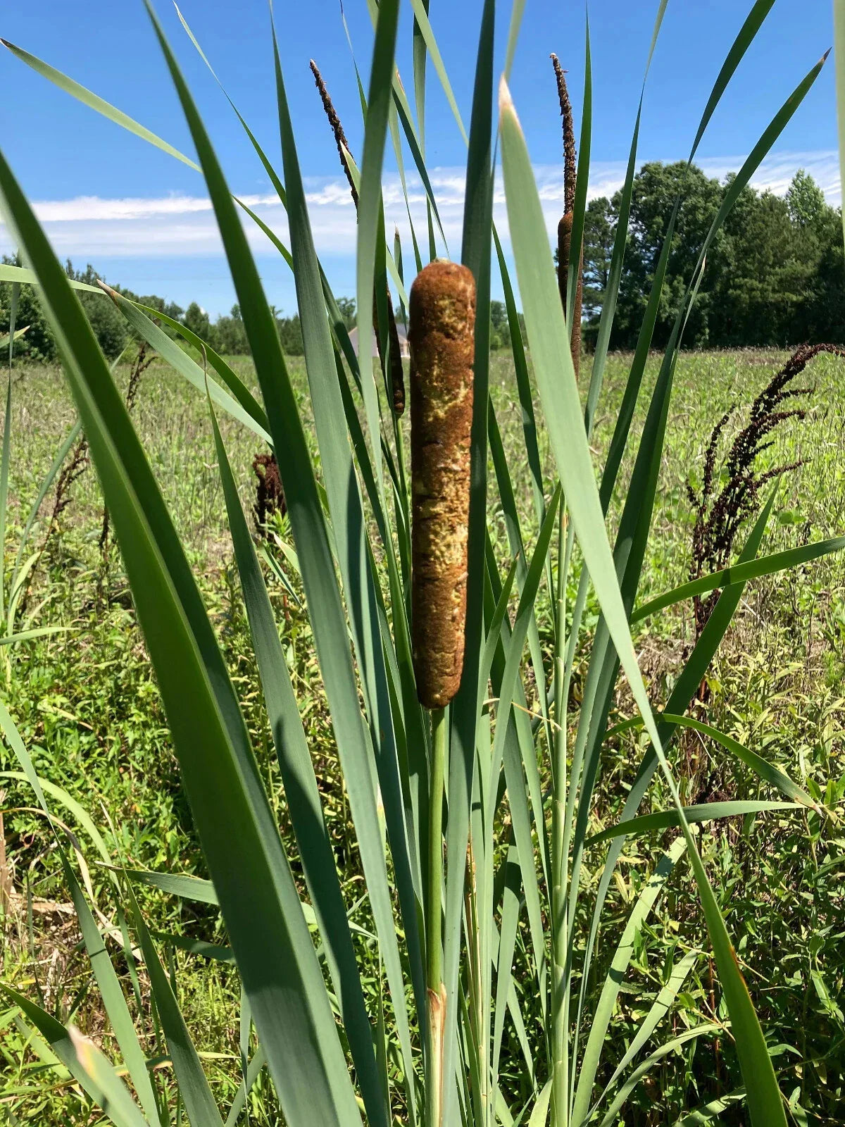 Cattail Plants - 15 Bareroot Live Plants - Typha Angustifolia - Aquatic Garden - Moist & Ready for Water Garden Transfer