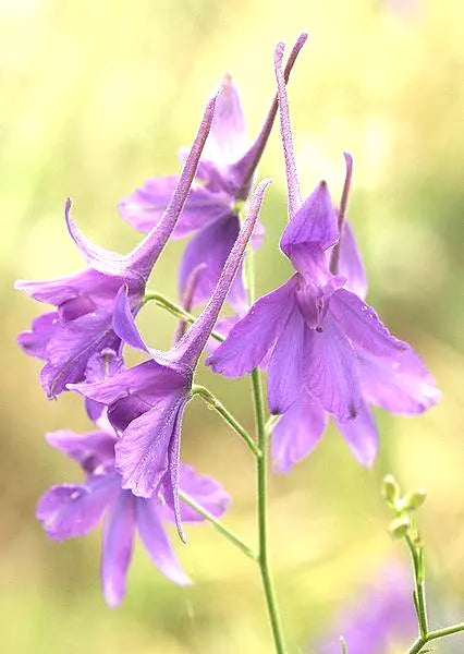 Larkspur Seeds 860 Pack - Delphinium Consolida Flower Seeds for Borders & Cut Flowers