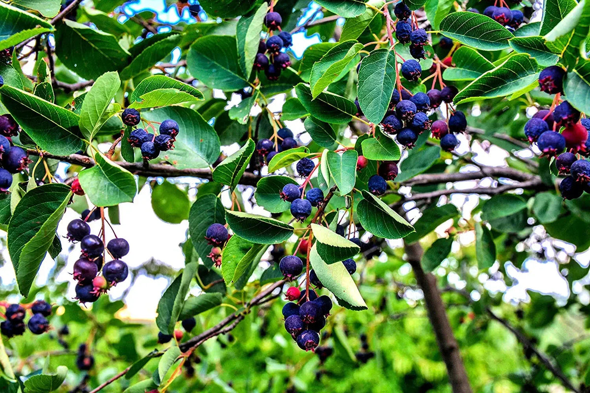 30 Juneberry Seeds - Amelanchier lamarckii Edible Berries & Ornamental Tree