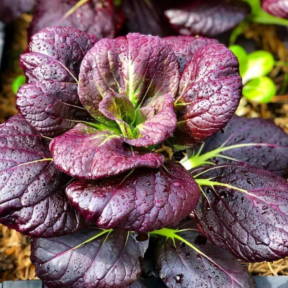 Purple Lady Bok Choy Seeds - 2025 Planting Pak Choi USA - Brassica rapa var. chinensis - Non-GMO Vegetable Seeds