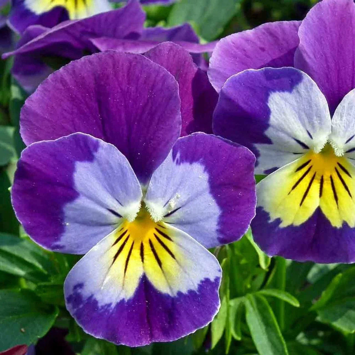 Johnny Jump Up Wildflower Seeds - Viola tricolor - Helen Mount & Tickle My Fancy Varieties - Full Sun, Drought Tolerant, Free Shipping
