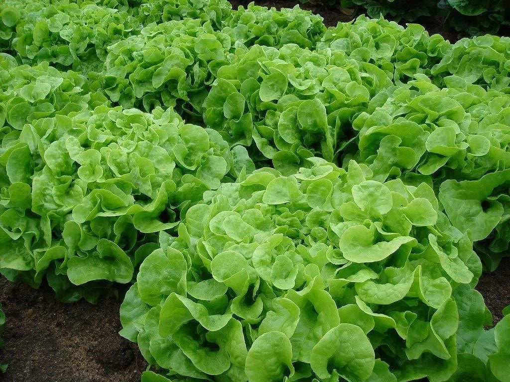 Oakleaf Leaf Lettuce Seeds - 500+ Heirloom Organic Non-GMO - Lactuca sativa