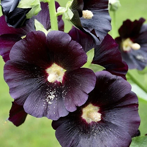 Hollyhock Seeds - Large Black & Deep Red Flowers - Alcea rosea 'Nigra' - Heirloom Garden Seeds, Tall, Upright, Summer Bloom