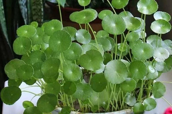 Dichondra Repens Grass Seeds - 50PCS Carpet Vine Seeds for Lawn & Ground Cover