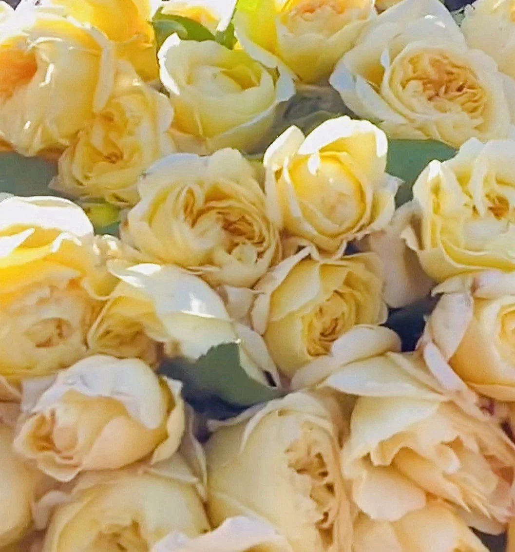 Moonlight Romantica Rose Plant Cuttings - 3 Fresh Unrooted 6-Inch Clippings Rosa 'Moonlight Romantica'