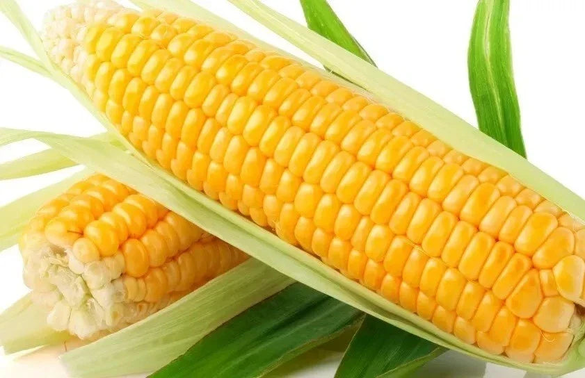 Sweet Golden Bantam Corn Seeds - Organic Non-GMO Heirloom Zea mays for Home Gardening, Fresh Eating & Canning